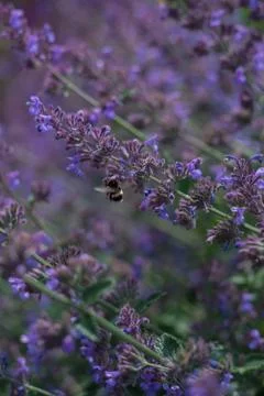 Bumble Bee on a mint flower Stock Photos