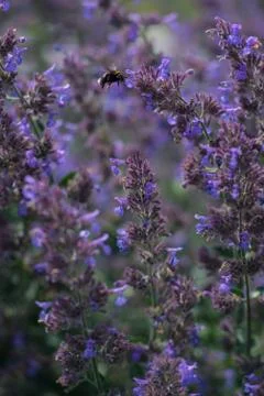 Bumble Bee on a mint flower Stock Photos