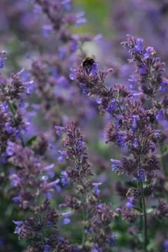 Bumble Bee on a mint flower Stock Photos