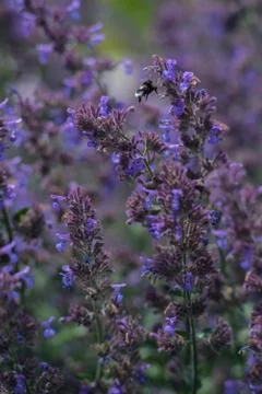 Bumble Bee on a mint flower Stock Photos