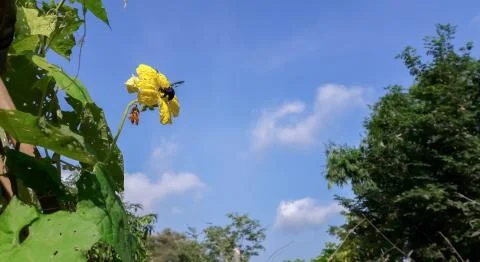 Bumble Bee nectar from flowering Vegetable marrow in the garden. Stock Photos