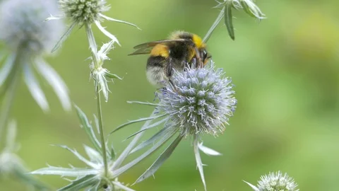 Bumble bee nectaring on flower of Field eryngo (Eryngium campestre). Stock-Footage 93700081