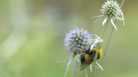Bumble bee nectaring on flower of Field eryngo (Eryngium campestre). Video stock 93862399