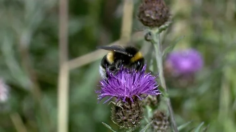 Bumble Bee or Buff-tailed bumblebee. Nectaring on wild flower   (Bombus terr Stock Footage 168318481
