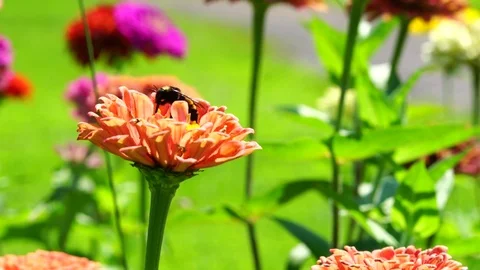 Bumble Bee on Orange Flower 스톡 동영상 79212243