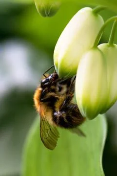 Bumble-bee Stock Photos