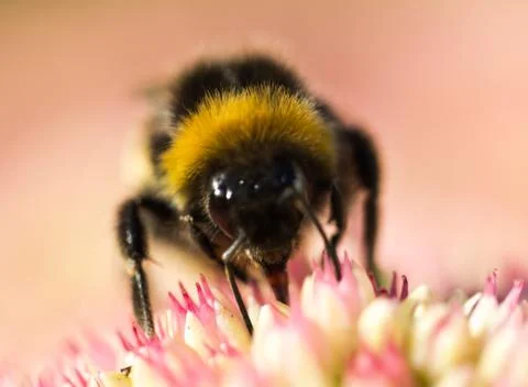Bumble bee Stock Photos