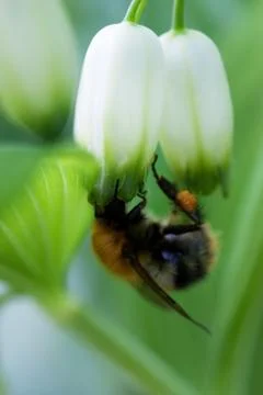 Bumble-bee Stock Photos