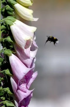Bumble bee Photos