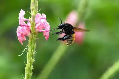 Bumble bee Stock Photos