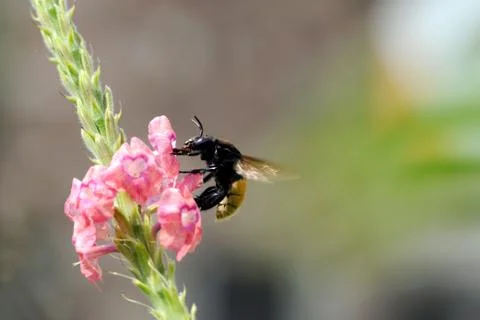 Bumble bee Stock Photos