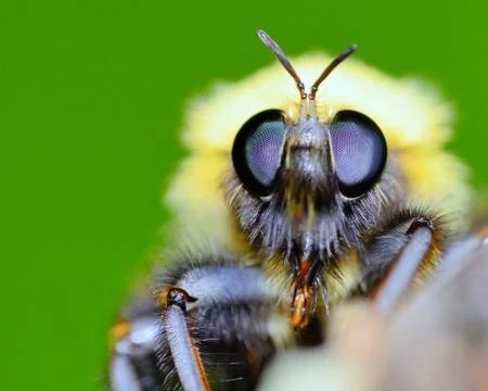 Bumble bee Stock Photos