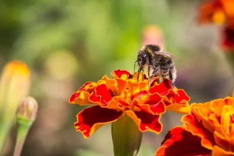 Bumble bee Foto stock
