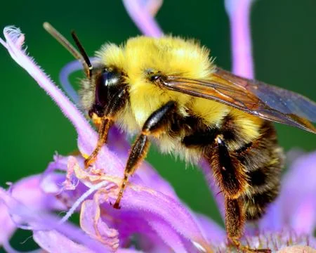 Bumble bee Stock Photos