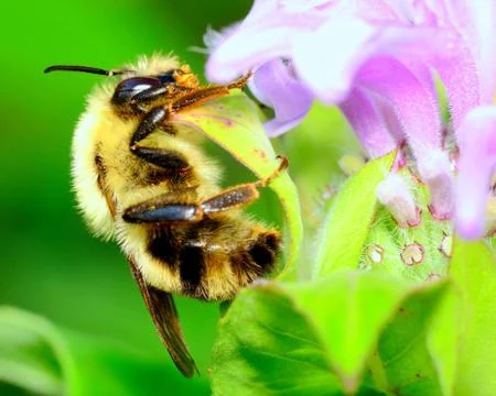 Bumble bee Stock Photos