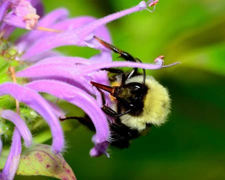 Bumble bee Stock Photos