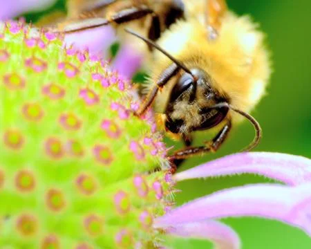 Bumble bee Stock Photos