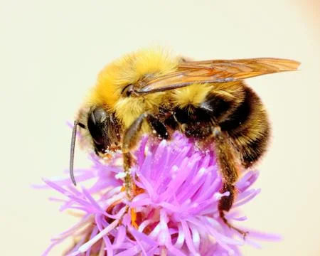 Bumble bee Stock Photos