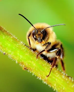 Bumble bee Stock Photos