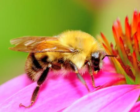 Bumble bee Stock Photos