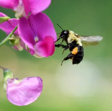 Bumble-bee Stock Photos