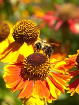 Bumble bee Stock Photos