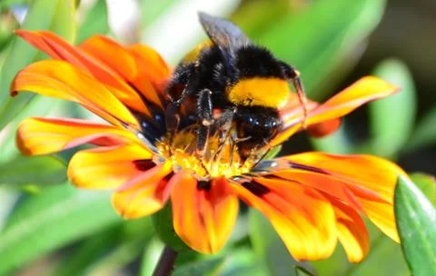 Bumble Bee Stock Photos