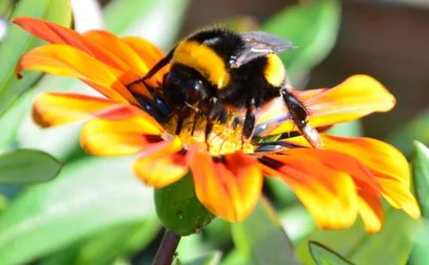 Bumble Bee Stock Photos