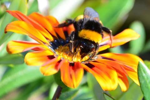 Bumble Bee Stock Photos