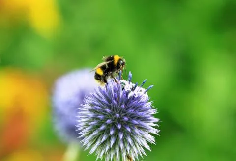 Bumble Bee Stock Photos