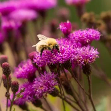 Bumble bee Stock Photos