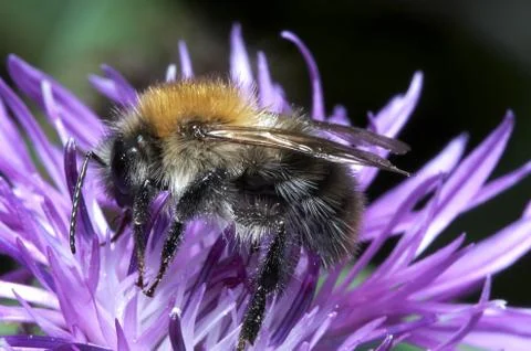 Bumble-bee Stock Photos