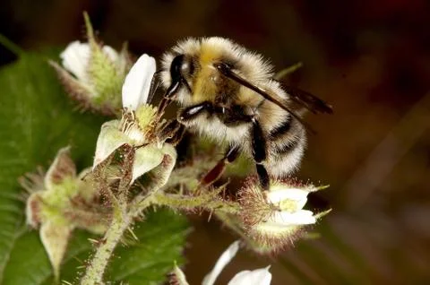 Bumble-bee Stock Photos