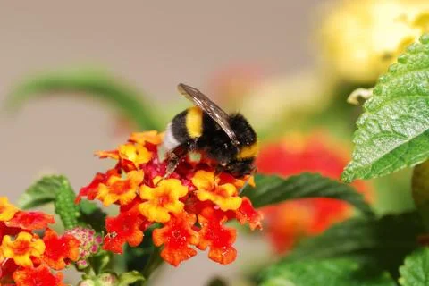 Bumble bee Stock Photos