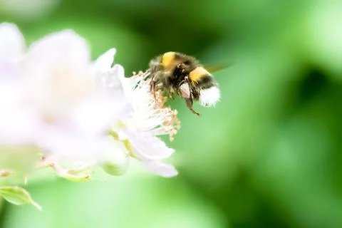 Bumble bee Stock Photos