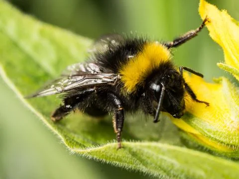 Bumble bee Stock Photos