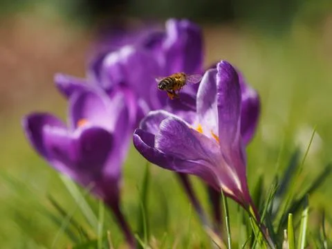 Bumble bee Stock Photos