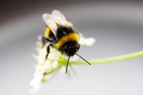 Bumble Bee Stock Photos