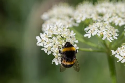 Bumble Bee Stock Photos