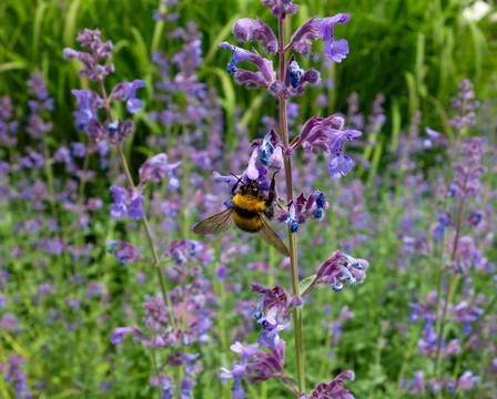 Bumble bee Stock Photos