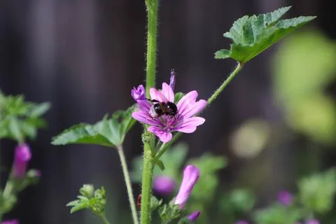 Bumble bee Stock Photos