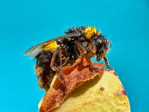 Bumble Bee Stock Photos