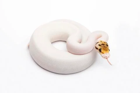 Bumble bee piebald ball python or royal python (python regius), female Stock-Fotos