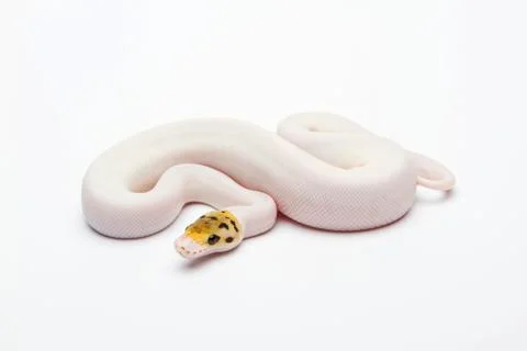 Bumble bee piebald ball python or royal python (python regius), female Stock-Fotos