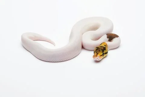 Bumble bee piebald ball python or royal python (python regius), male Stock-Fotos