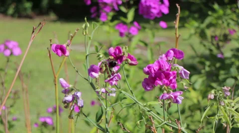 Bumble bee on Pink Flowers Stock-Footage 28896791