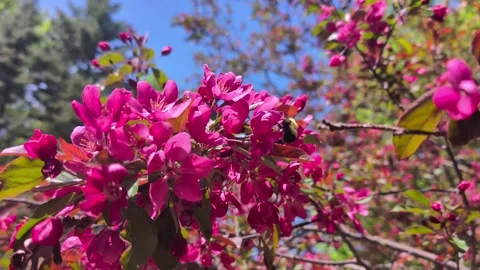 Bumble Bee on Pink Flowers Stock-Footage 315132468