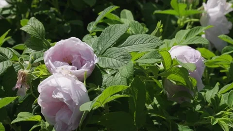 A bumble bee plays in the pollen of a bright light pink flower of a flowerbe Stock Footage 242342409