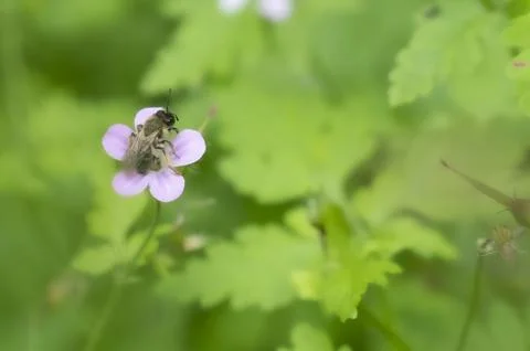 Bumble bee polinizing a plant in summer Stock Photos