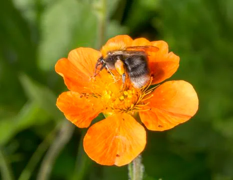 Bumble Bee Pollen Basket Stock Photos
